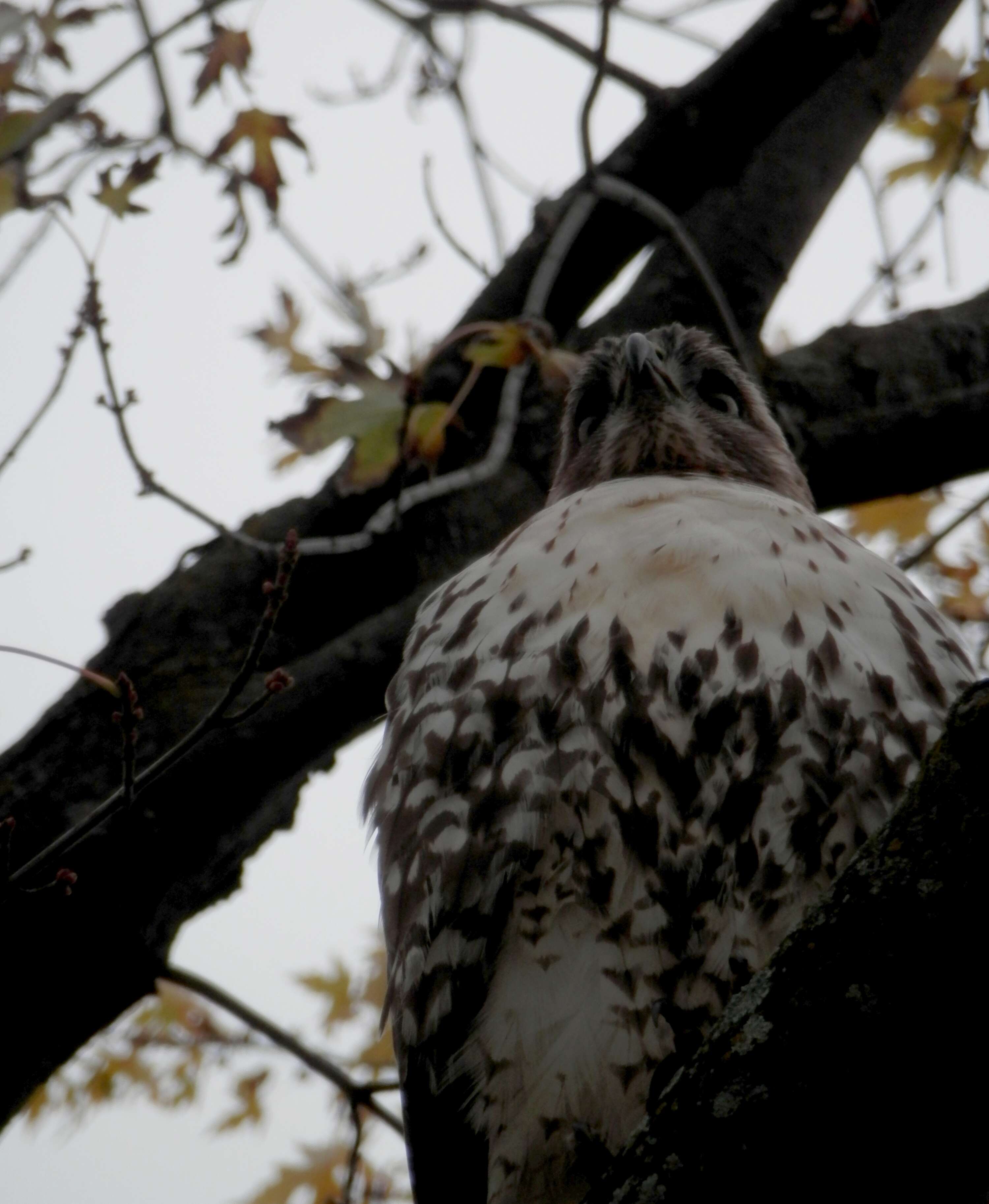 Image of Red-tailed Hawk