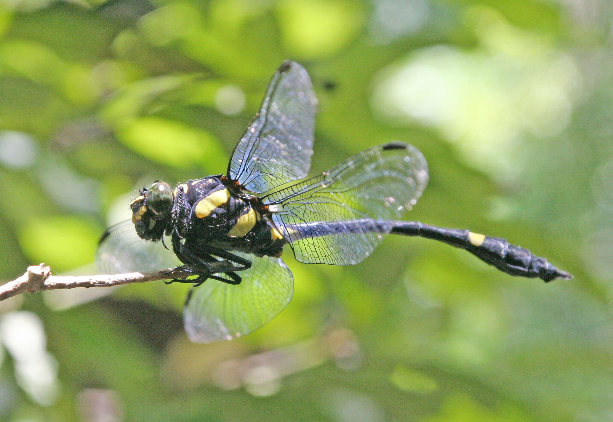 Imagem de Gomphidictinus perakensis (Laidlaw 1902)