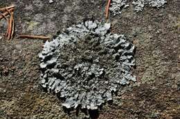 Image of shield lichen