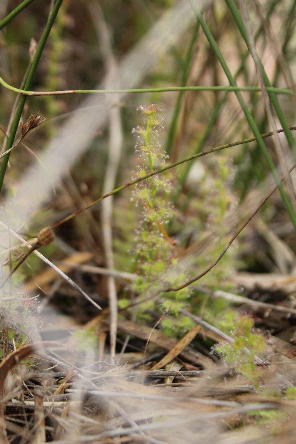 Image of Drosera platypoda Turcz.