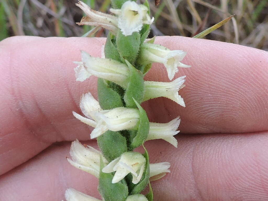 Image of Great Plains lady's tresses