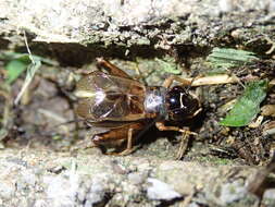 Image of Cricket