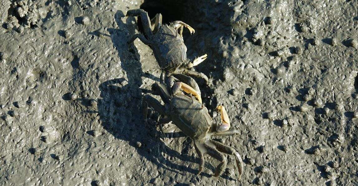 Image of Macrophthalmus (Mareotis) banzai Wada & K. Sakai 1989