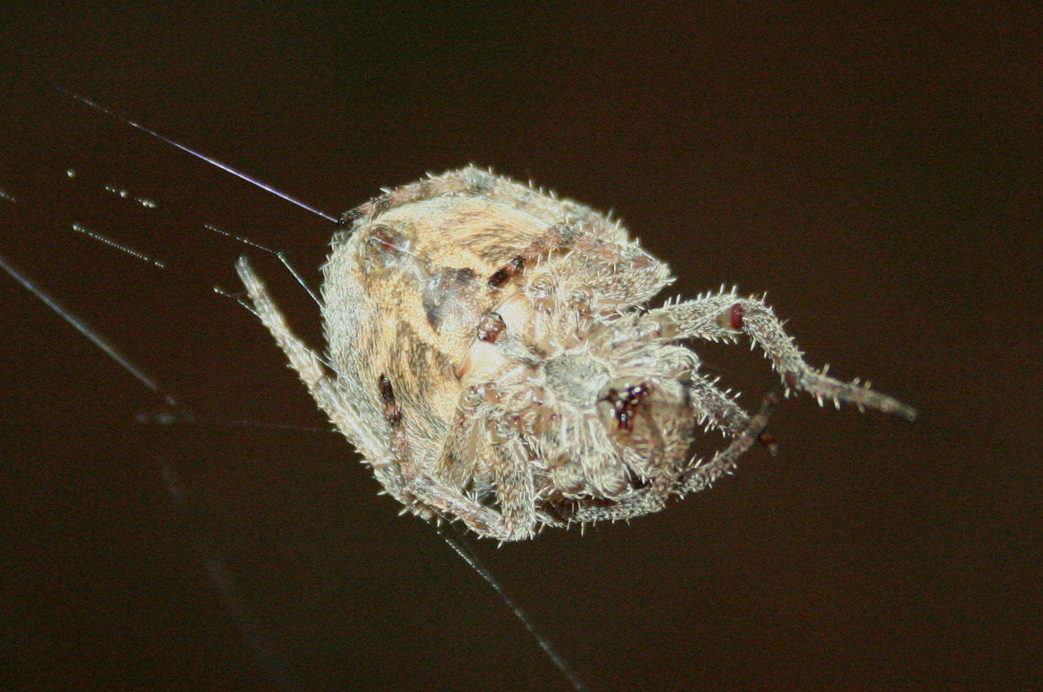 Image of Pararaneus cyrtoscapus (Pocock 1898)