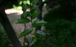 Image of Perny's Holly