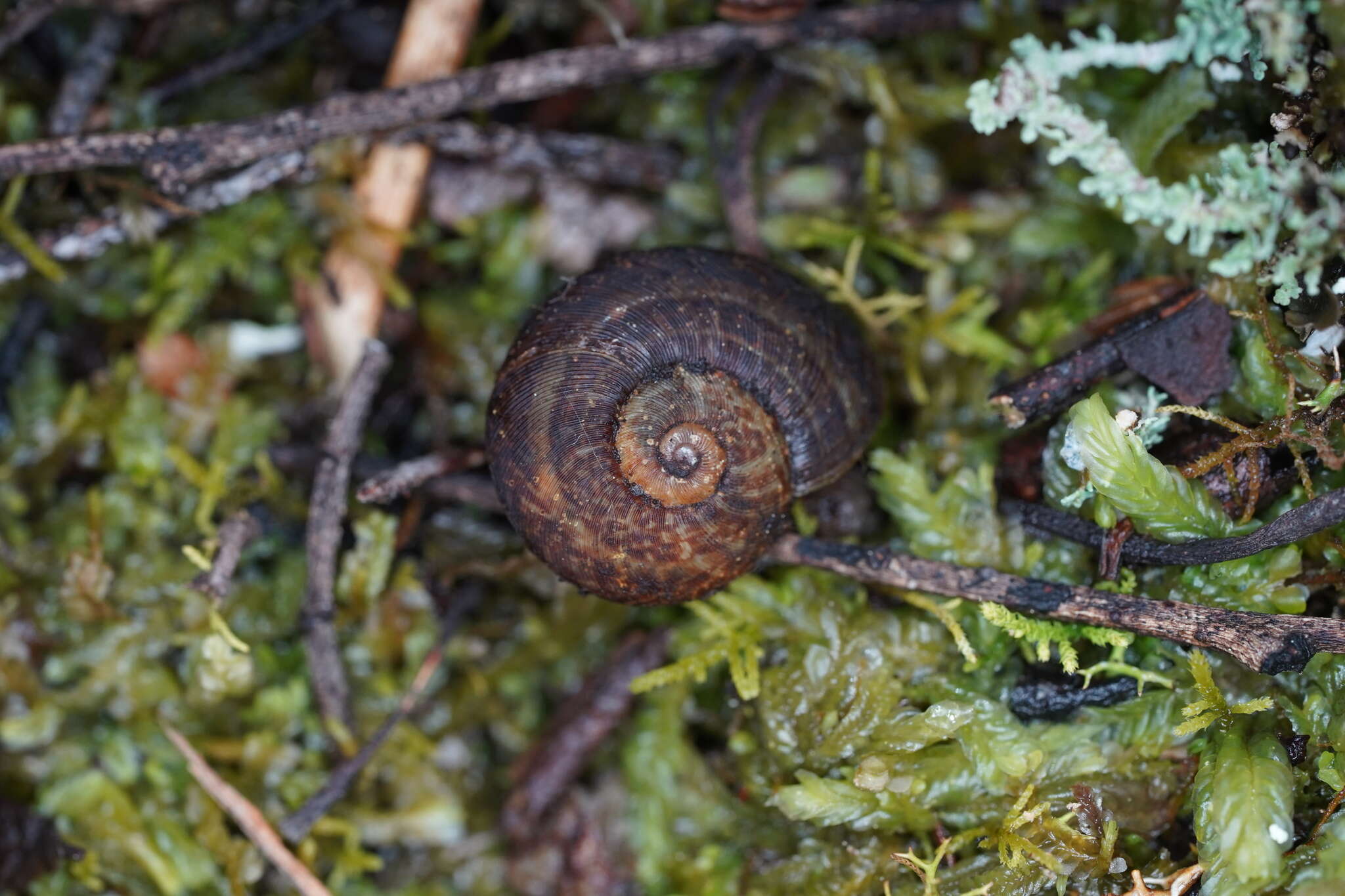 Image of Tasmaphena sinclairi (L. Pfeiffer 1845)