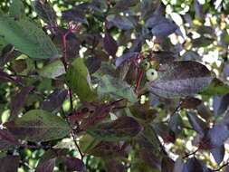 Image of brown dogwood