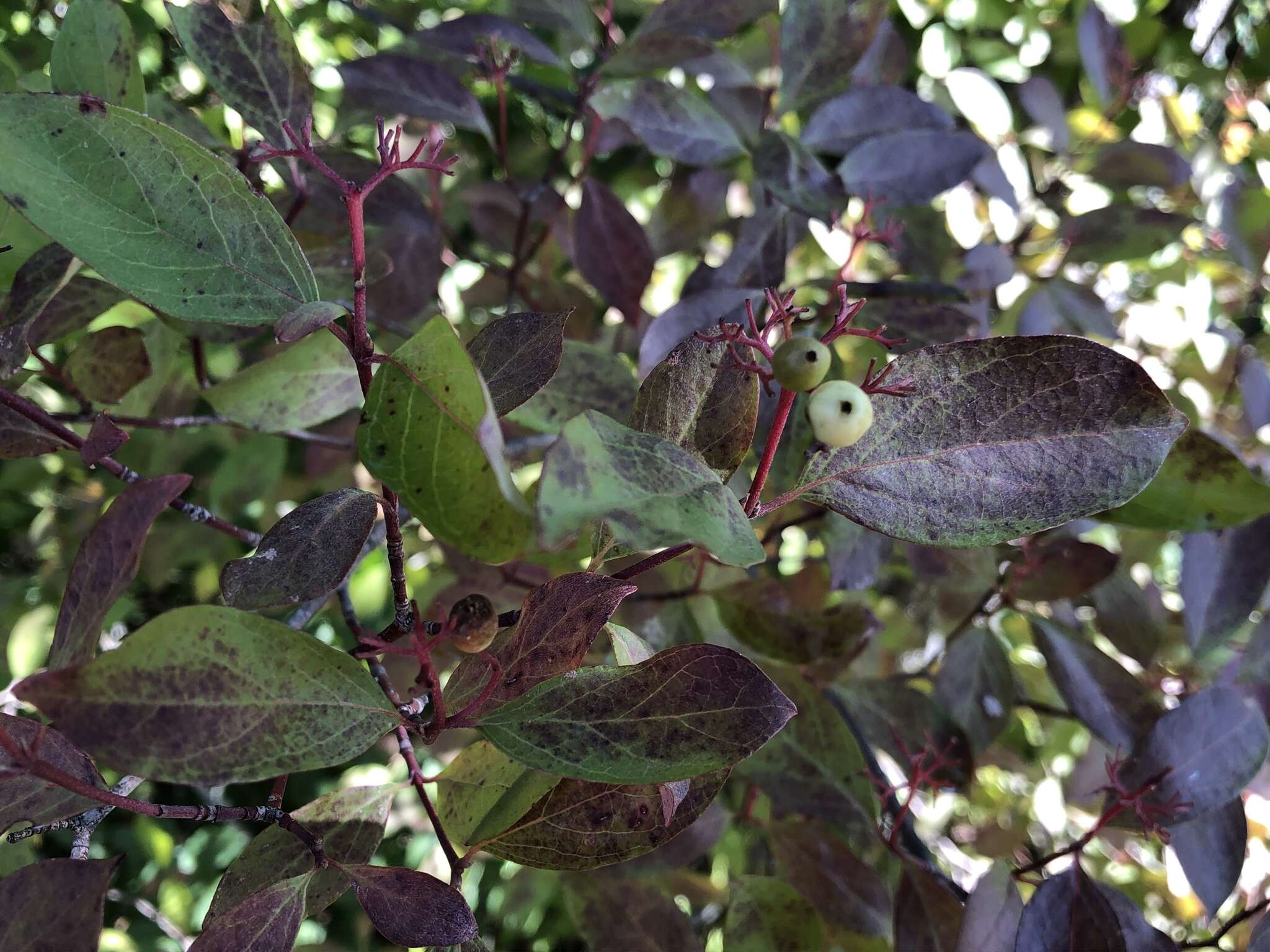 Image of brown dogwood