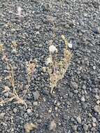 Image of Booth's evening primrose