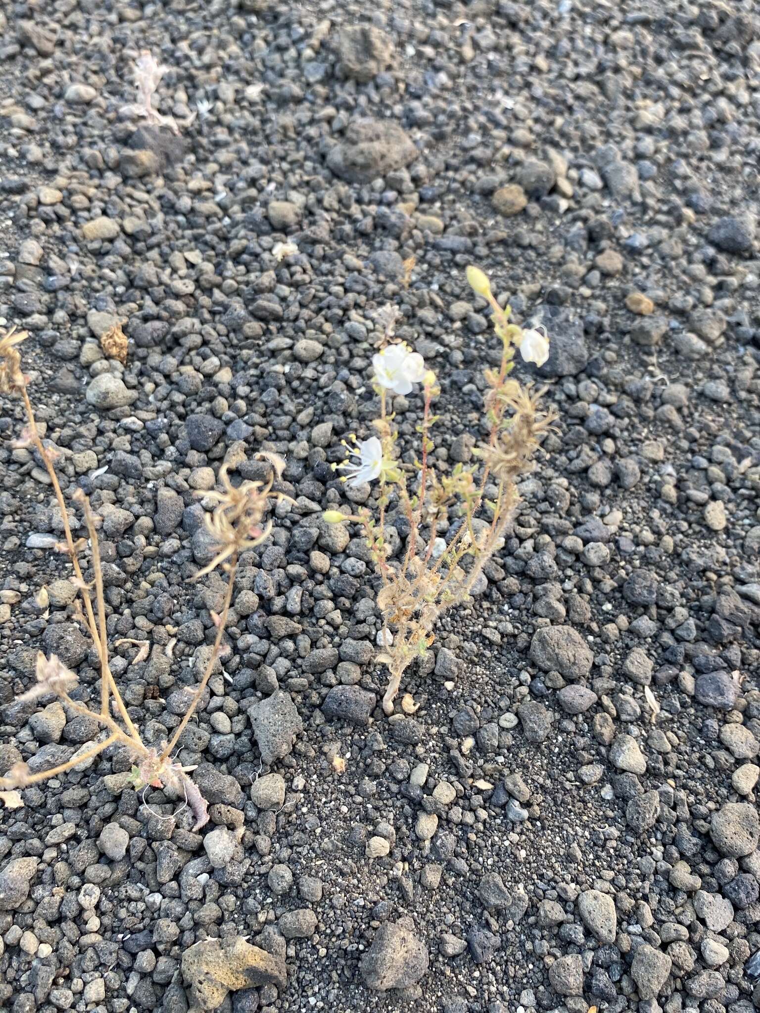 Image of Booth's evening primrose