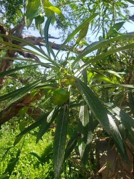 Imagem de Cascabela balsaensis L. O. Alvarado & J. C. Soto