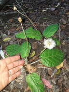 Image of Piloselloides cordata (Thunb.) C. Jeffrey