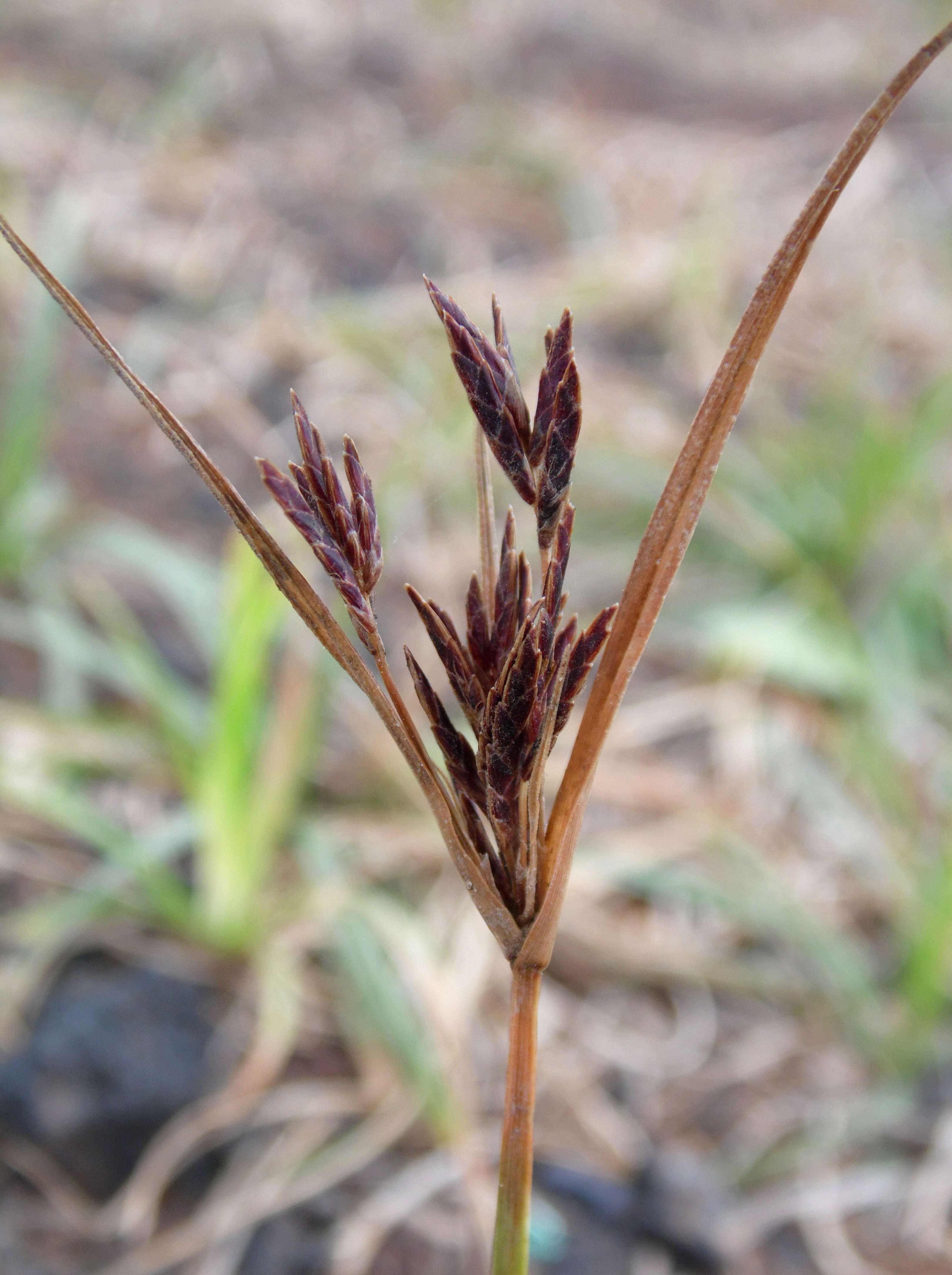 Image of nutgrass