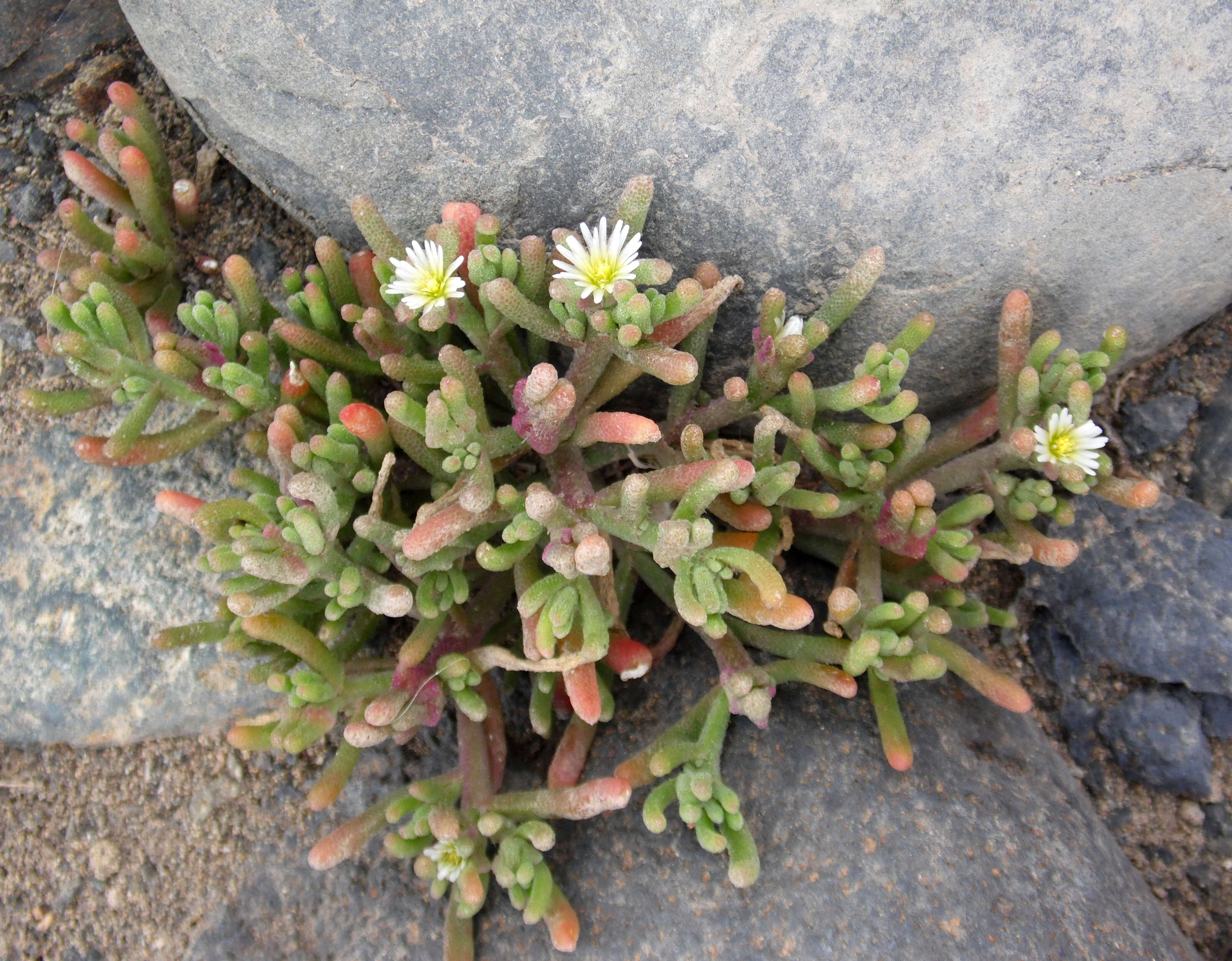 Mesembryanthemum nodiflorum L.的圖片