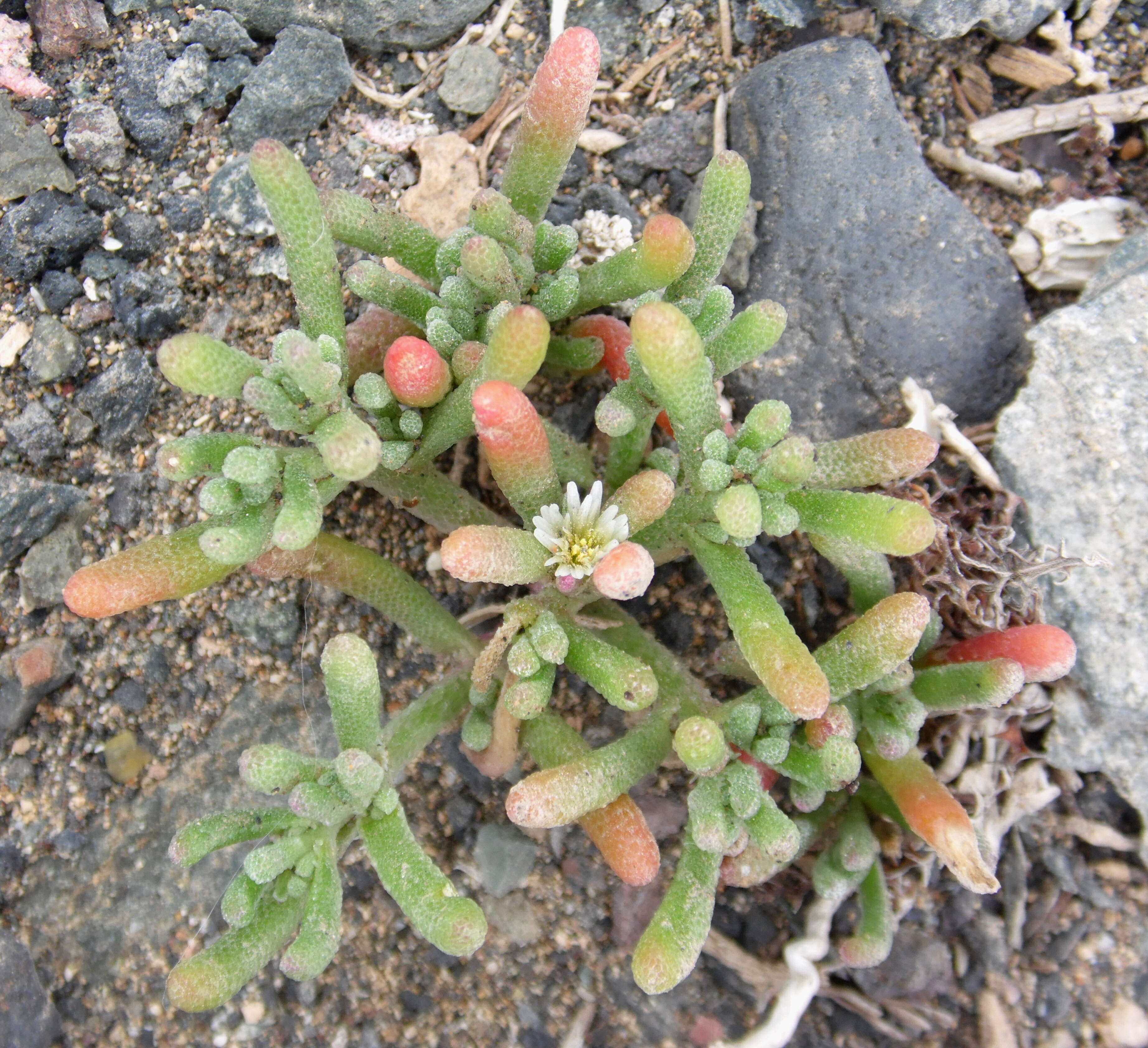 Mesembryanthemum nodiflorum L.的圖片