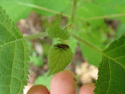 Odontota dorsalis (Thunberg 1805)的圖片