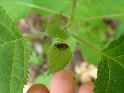 Image of Locust Leaf Miner