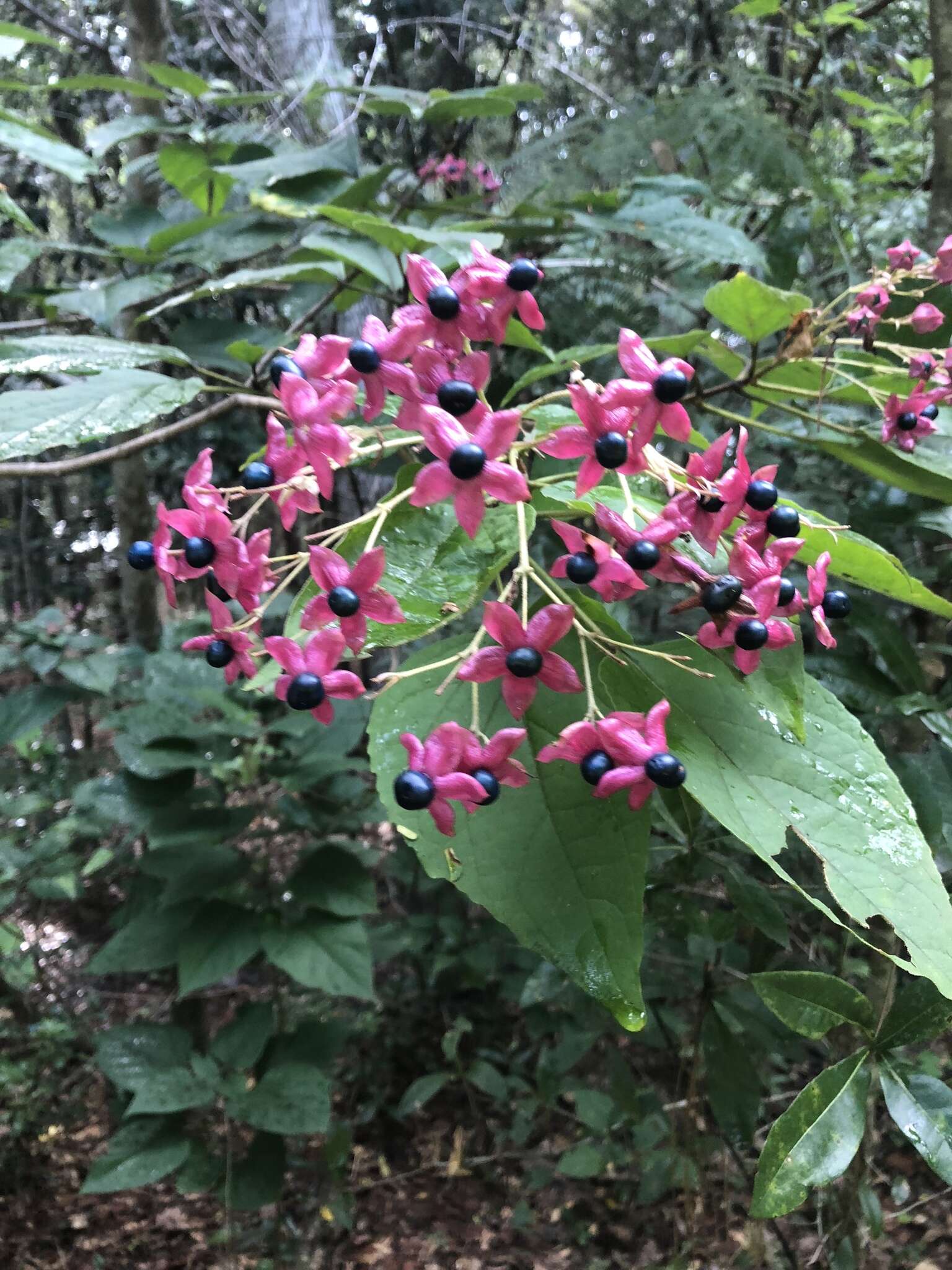 Imagem de Clerodendrum trichotomum Thunb.