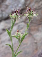 Imagem de Centaurea melitensis L.