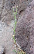 Image of Maltese star-thistle