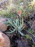 Image of Cotyledon orbiculata var. dactylopsis Tölken