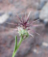 Imagem de Centaurea melitensis L.