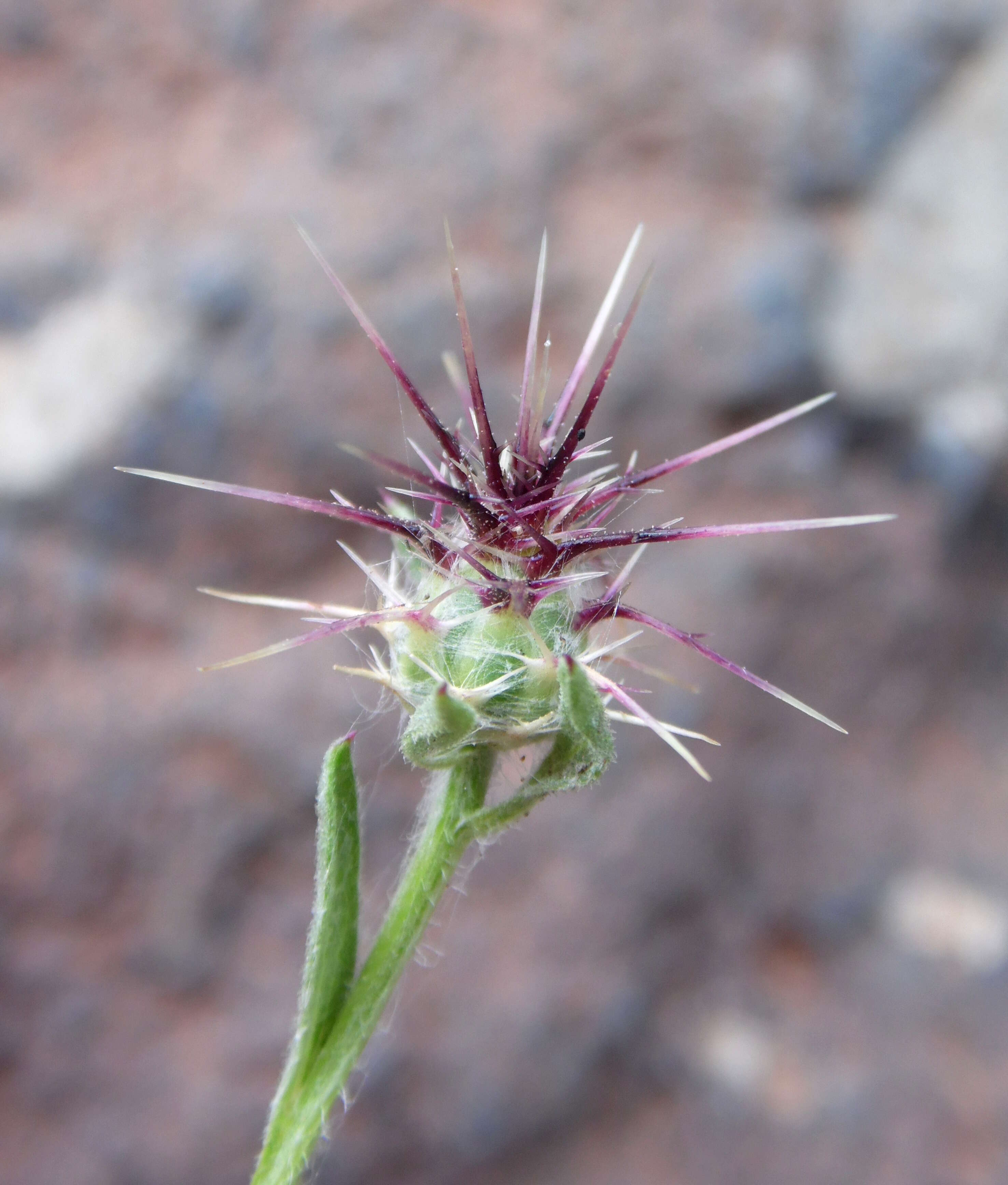 Imagem de Centaurea melitensis L.