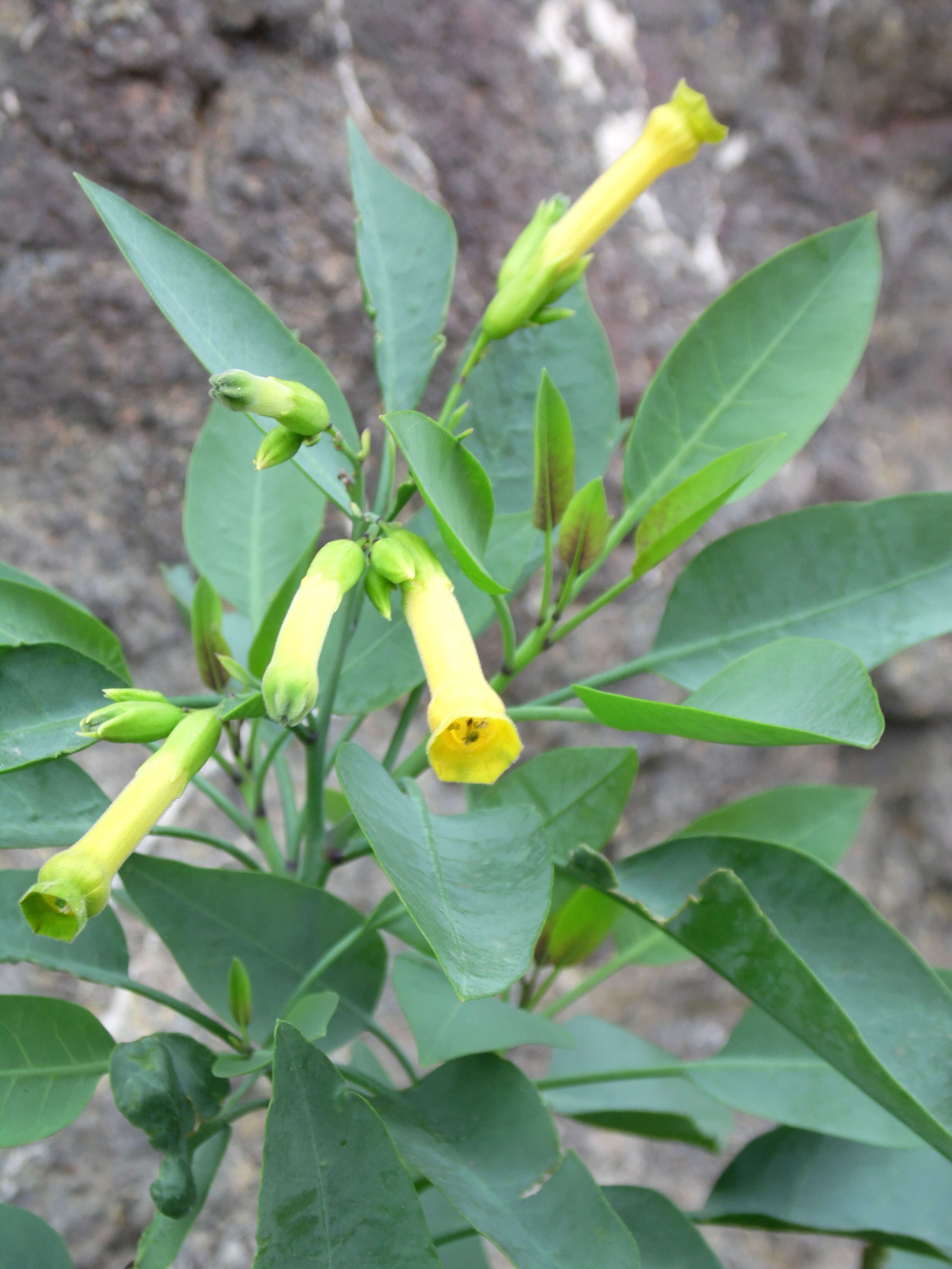 Image of tree tobacco