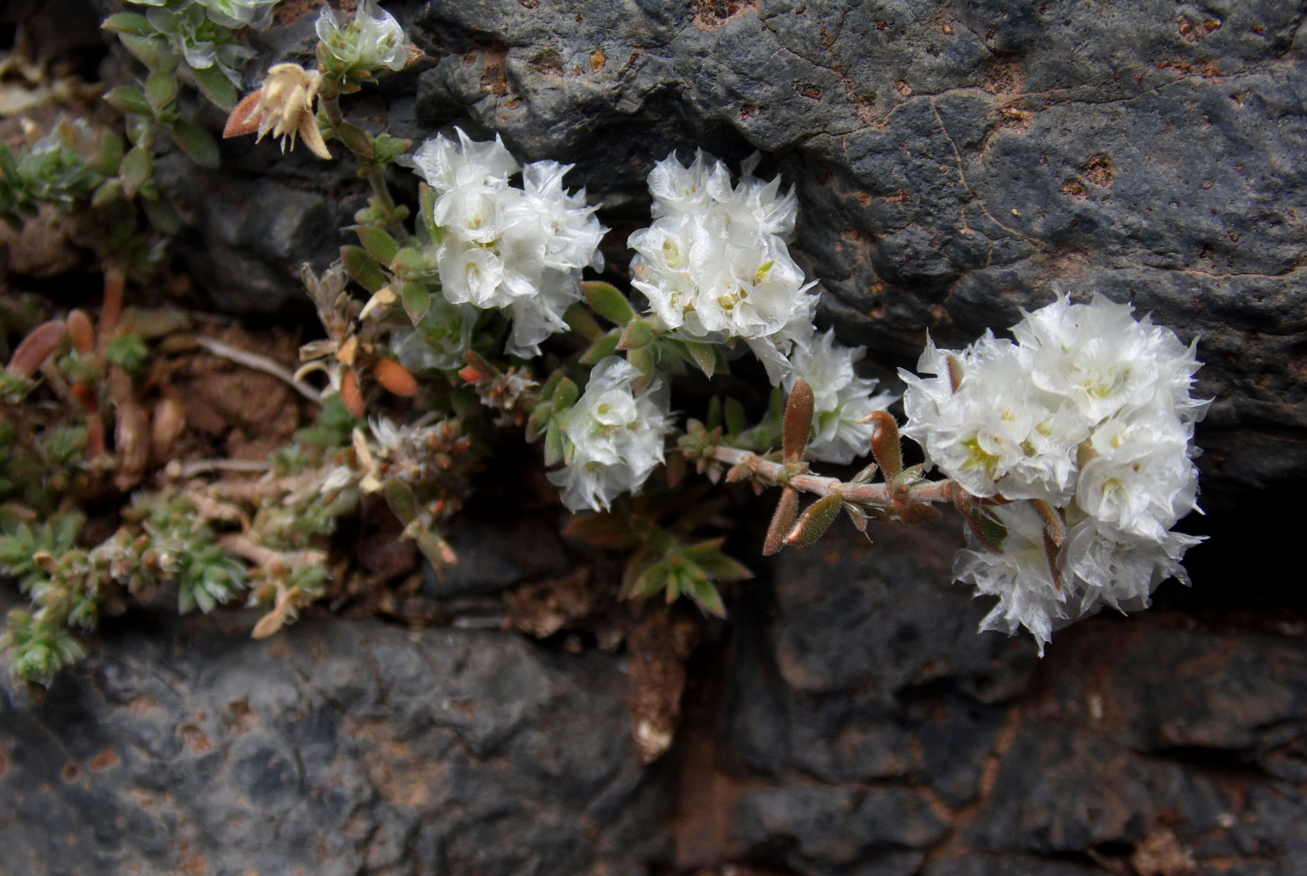 Image of Paronychia argentea Lam.