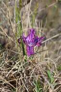 Image of Iris tigridia Bunge ex Ledeb.