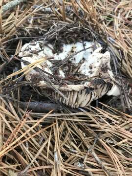 Image of Russula dissimulans Shaffer 1962