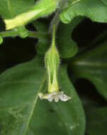 Image of desert tobacco,