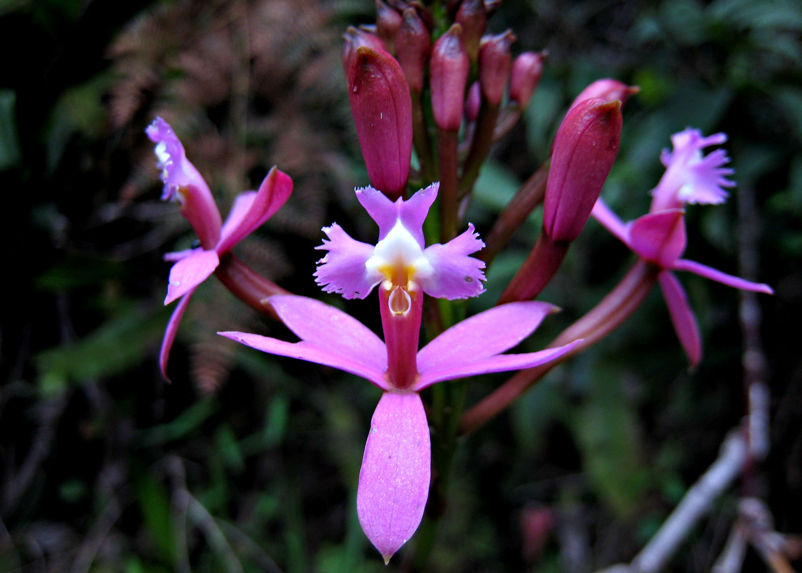 Image of Lopsided star orchid