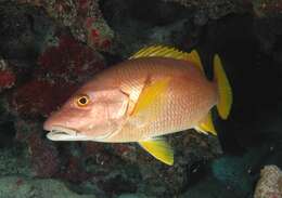 Image of Dogtooth Snapper