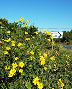 Image de Tournesol mexicain