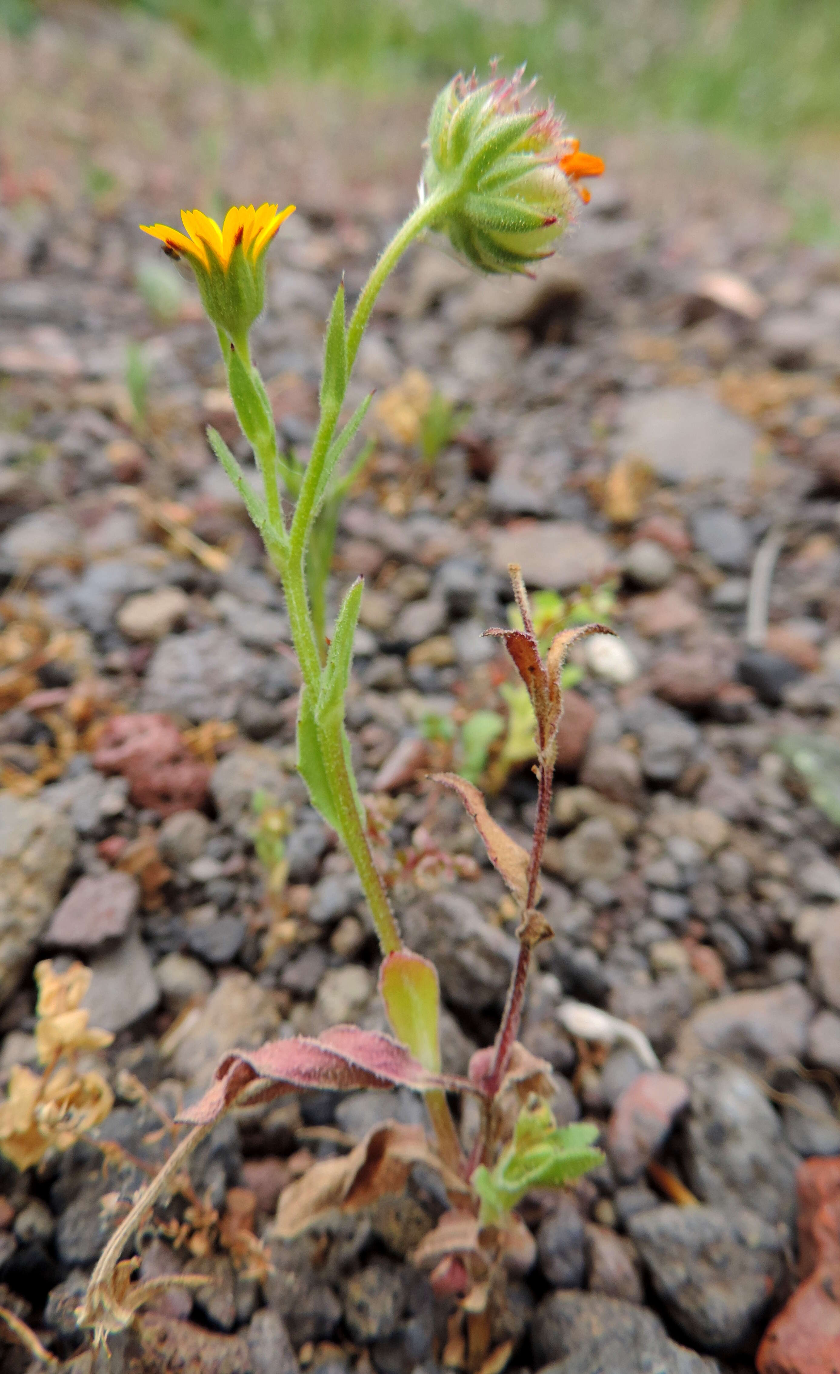 Image of field marigold