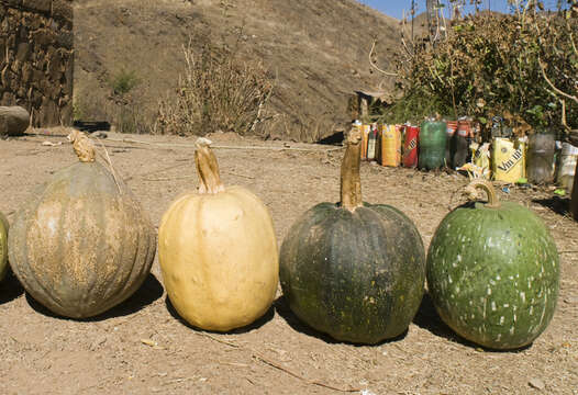 Image of figleaf gourd