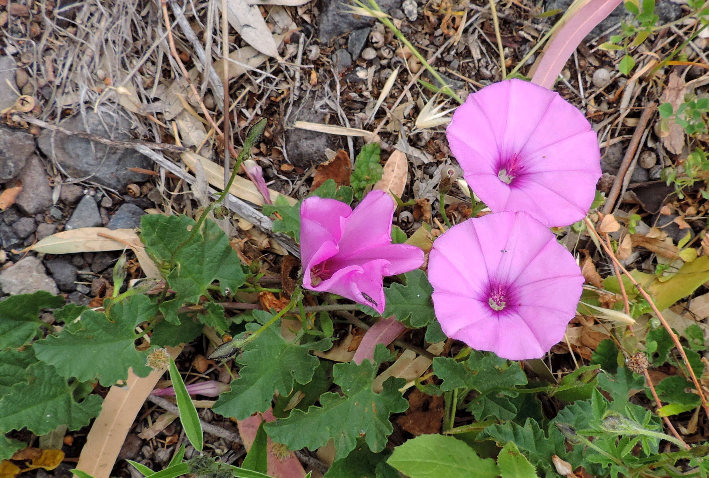 Image of mallow bindweed