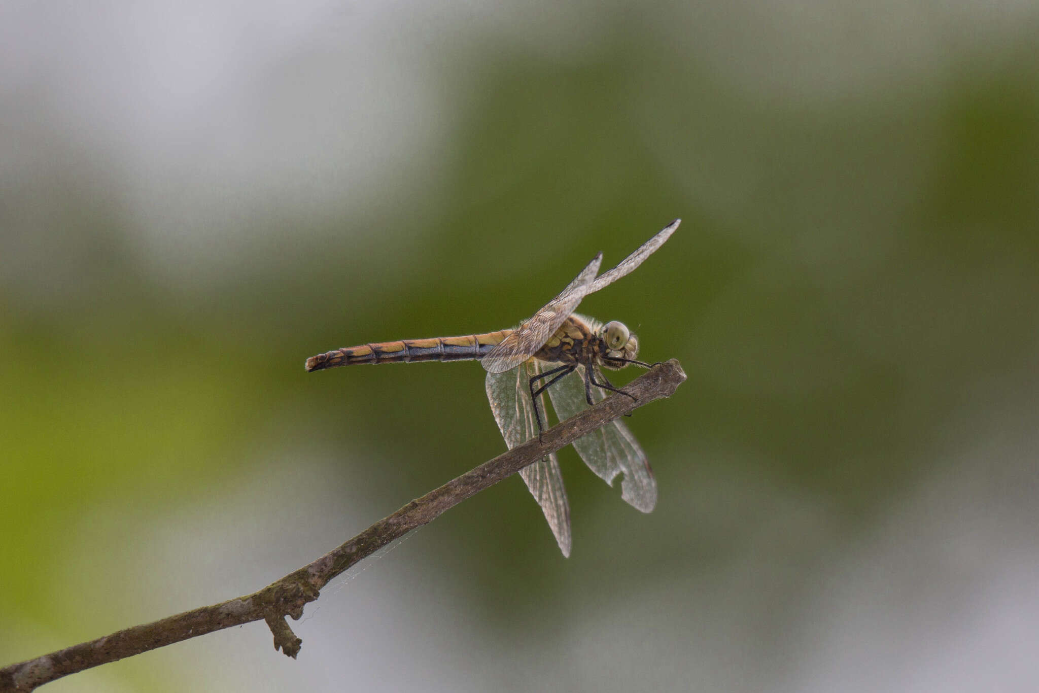 Sympetrum cordulegaster (Selys 1883) resmi