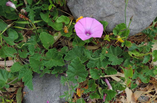 Image of mallow bindweed