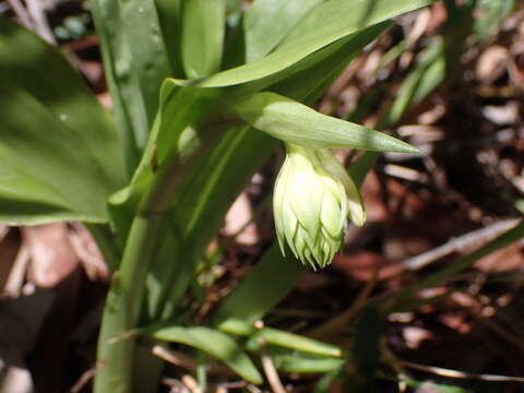 Imagem de Geodorum densiflorum (Lam.) Schltr.