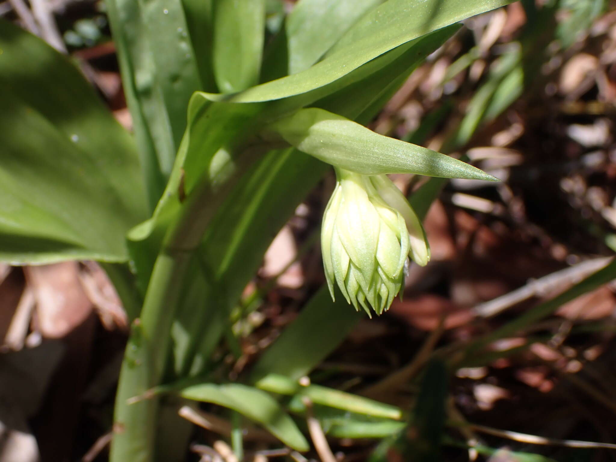 Image of Pink nodding orchid