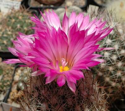 Image of Pincushion Cactus