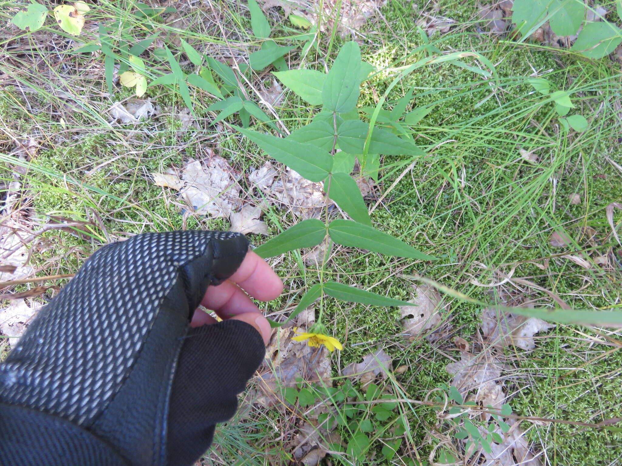 Image of woodland sunflower