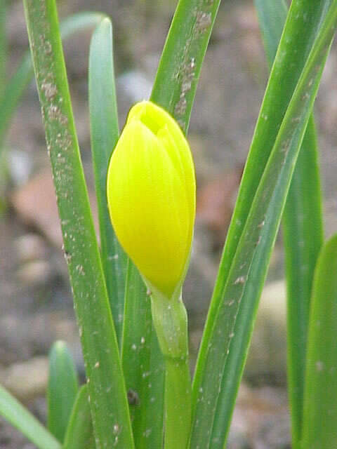 Image of winter daffodil