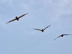 Image of Pelecanus occidentalis carolinensis Gmelin & JF 1789