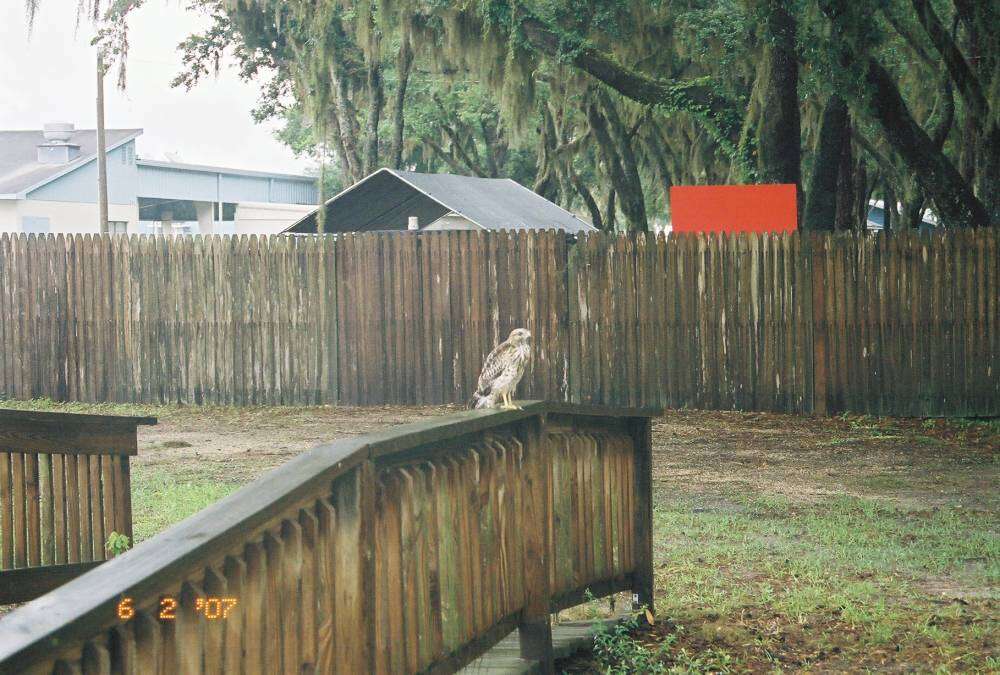 Image of Red-shouldered Hawk