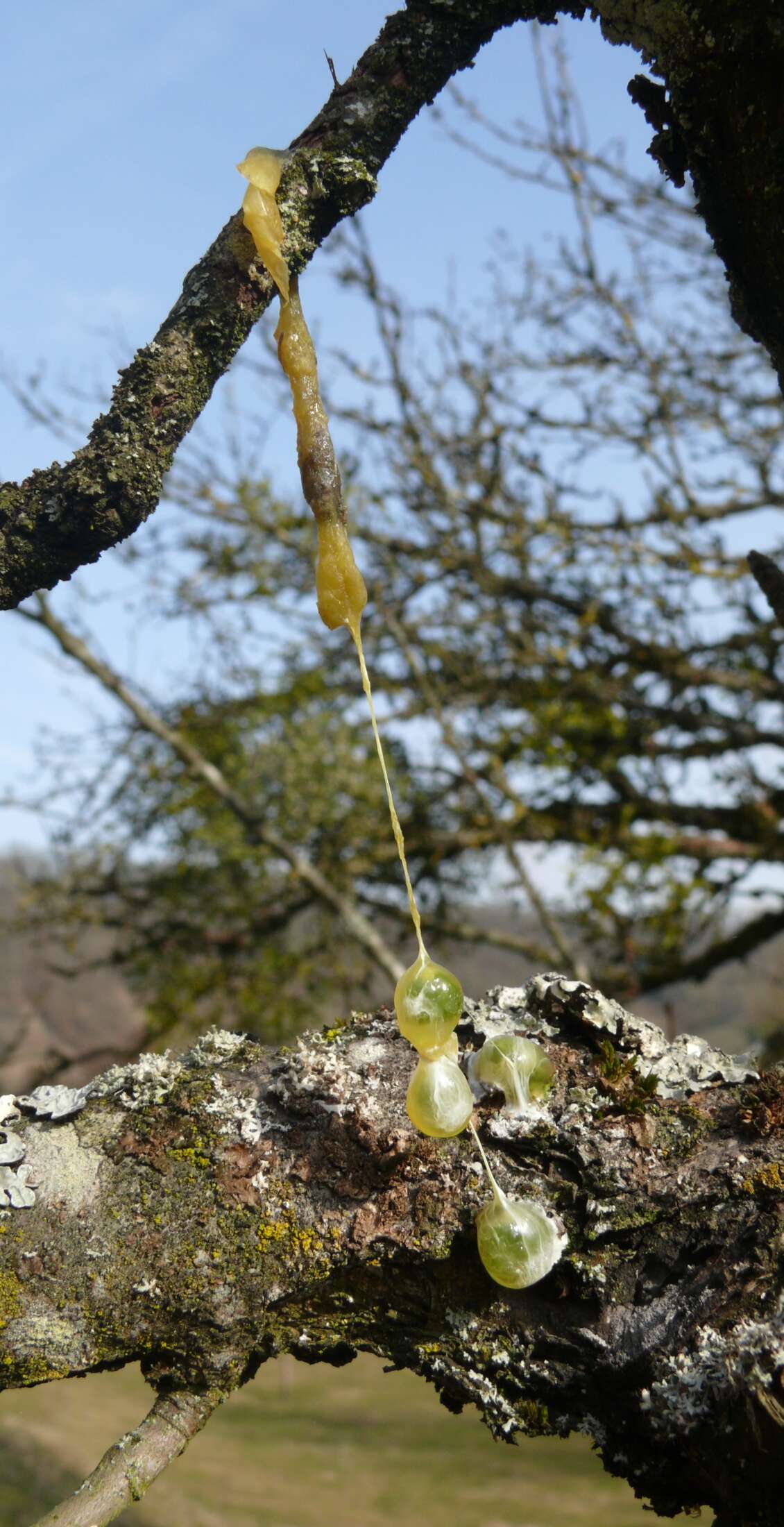 Image of European mistletoe