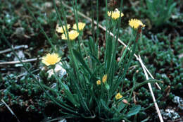 Image of Dwarf dandelion