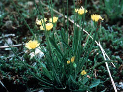 Image of Dwarf dandelion